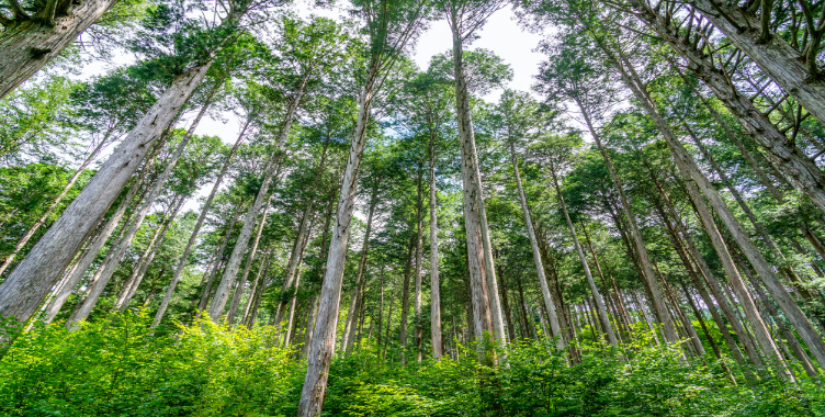 国産高級ブランド木材